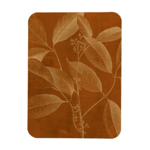 Íman Botânica Moderna VI