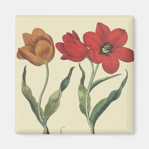 Íman Botânica Vintage, Flores de Tulipa em Flor e Bulbo