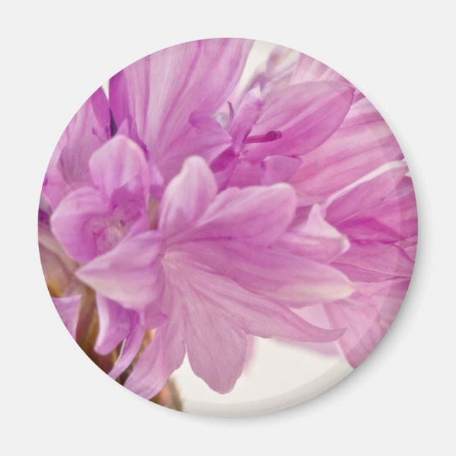 Íman Botão Batchelor (Frente)