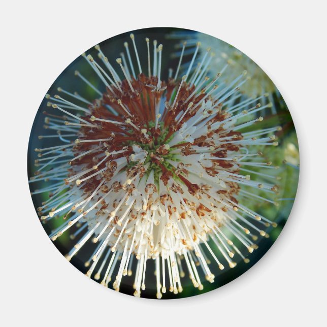 Íman Botão Bush (Frente)