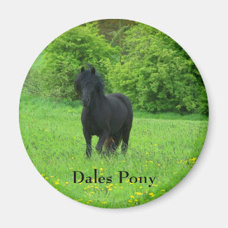 Íman Botão Dales Pony