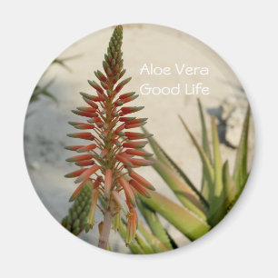 Íman Botão de flor da planta Aloe Vera