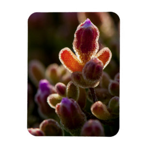 Íman Botão de Flor Suculenta Colorida Iluminada Com Aro