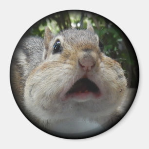 Íman Botão do Chipmunk OMG
