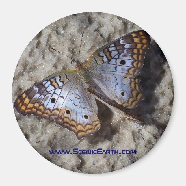 Íman Botão Monarch Refrigerador Magnet (Frente)