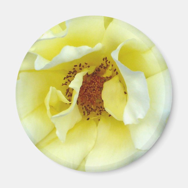 Íman Botão Última Rosa de Verão (Frente)