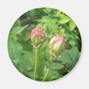 Íman Botões cor-de-rosa