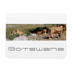 Íman Botsuana Central Kalahari Lions Savannah Viagem