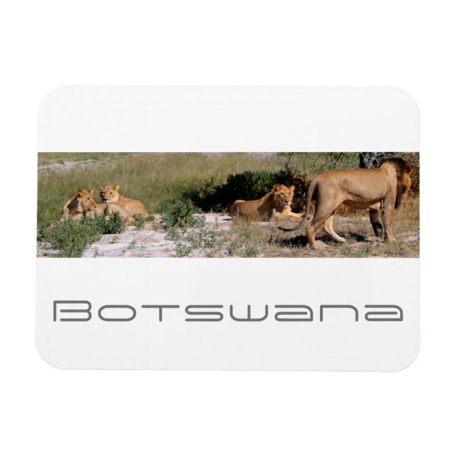 Íman Botsuana Central Kalahari Lions Savannah Viagem (Horizontal)