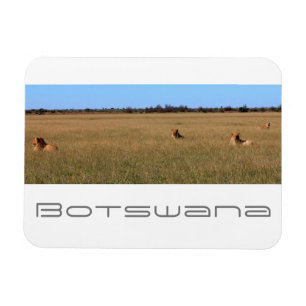 Íman Botsuana Central Kalahari Lions Savannah Viagem