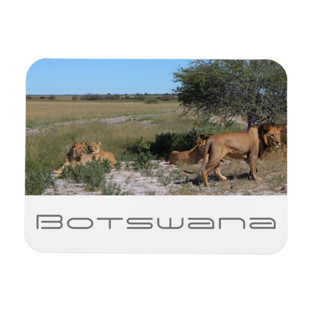 Íman Botsuana Central Kalahari Lions Savannah Viagem (Horizontal)