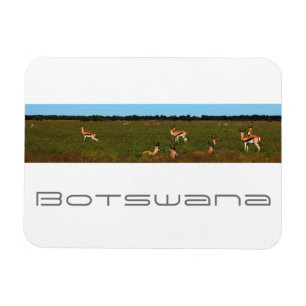 Íman Botsuana Central Kalahari Savannah Springboks