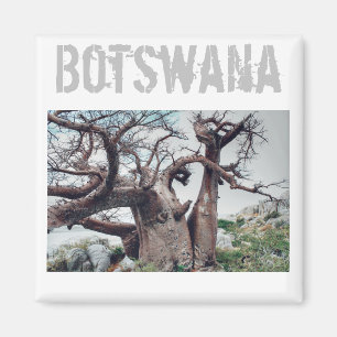 Íman Botsuana Kubu Ilha Baobab Tree Magnet