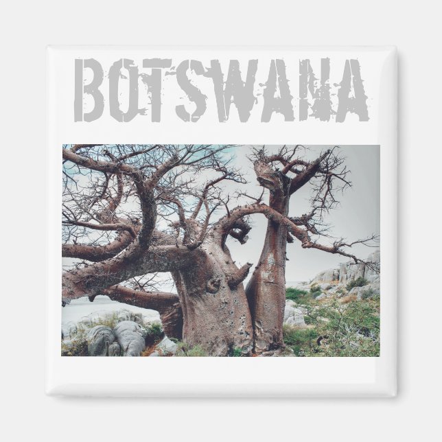 Íman Botsuana Kubu Ilha Baobab Tree Magnet (Frente)