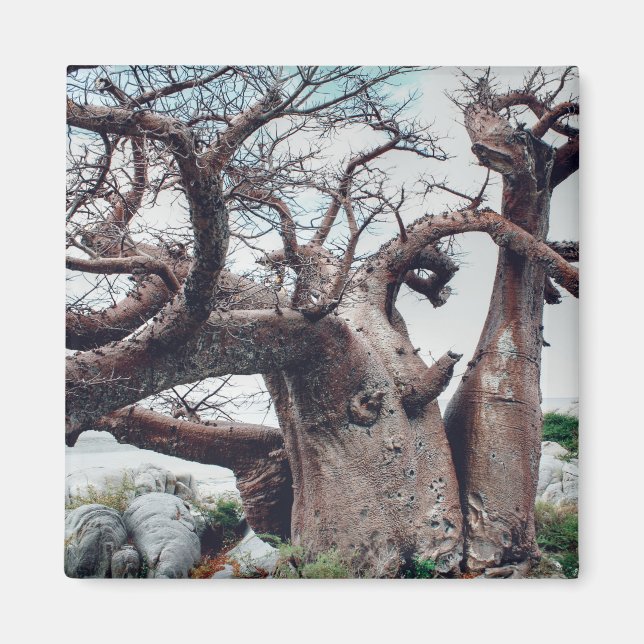 Íman Botsuana Kubu Ilha Baobab Tree Magnet (Frente)