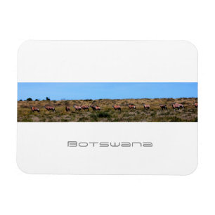 Íman Botsuana Oryx Animais Savannah Viagem