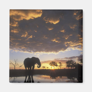 Íman Botswana, Parque Nacional Chobe, Elefante