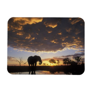 Íman Botswana, Parque Nacional Chobe, Elefante