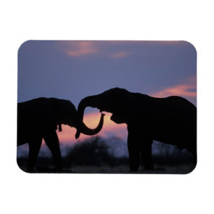 Íman Botswana, Parque Nacional Chobe, Elefantes