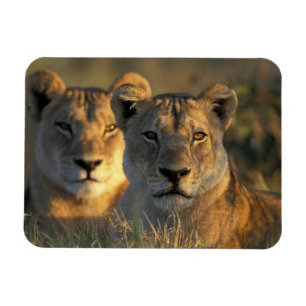 Íman Botswana, Parque Nacional Chobe, Leões