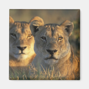 Íman Botswana, Parque Nacional Chobe, Leões