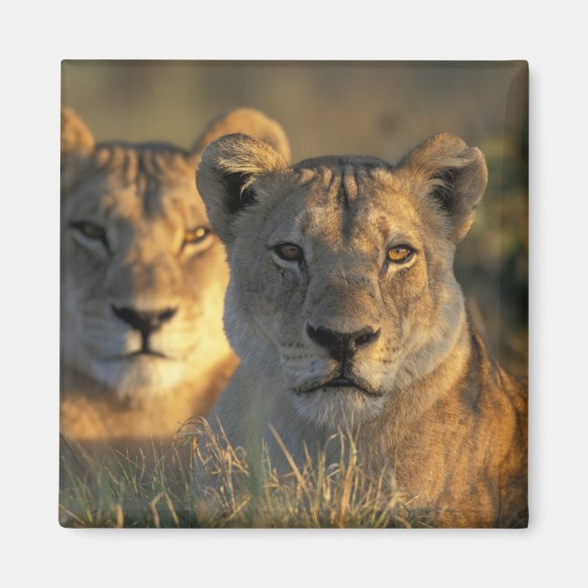 Íman Botswana, Parque Nacional Chobe, Leões (Frente)