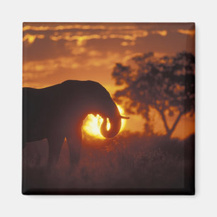 Íman Botswana, parque nacional de Chobe, elefante de