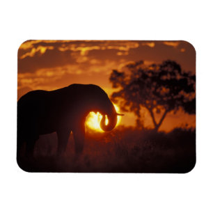 Íman Botswana, parque nacional de Chobe, elefante de