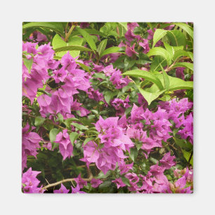 Íman Bougainvillea Floral