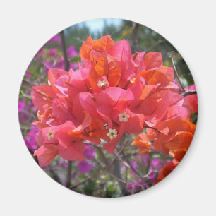 Íman Bougainvillea rosa tropical