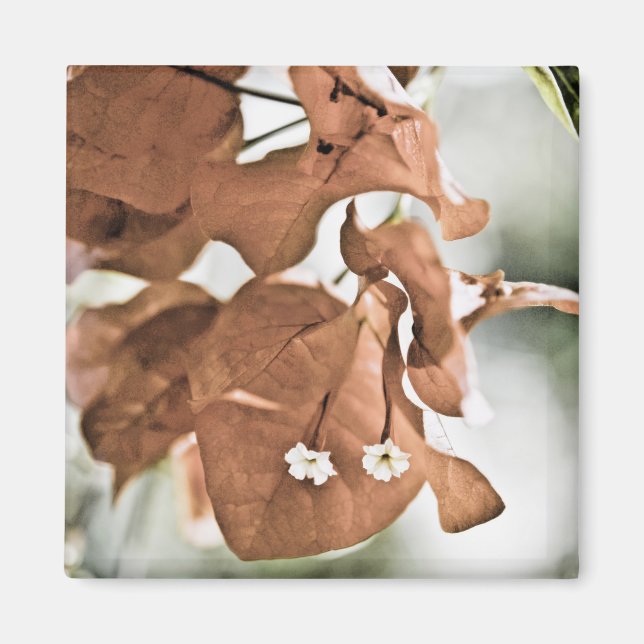 Íman Bougainvillea Vermelha (Frente)