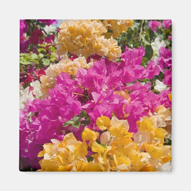 Íman Bouganvilleau, Cayman Brac, Ilhas Cayman, (Frente)