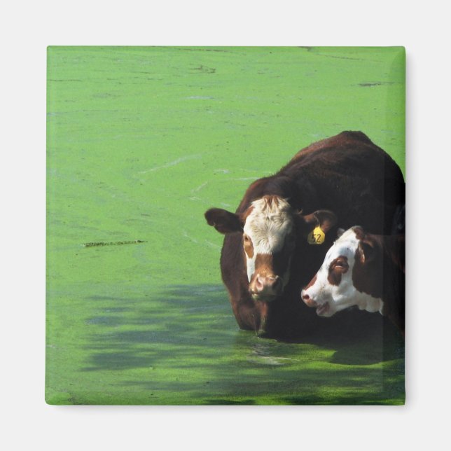 Íman Bovine Spa (Frente)