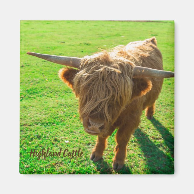 Íman Bovinos de terras altas para animais e amantes da  (Frente)