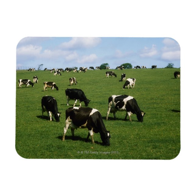 Íman Bovinos Holstein-Frísia, Irlanda (Horizontal)
