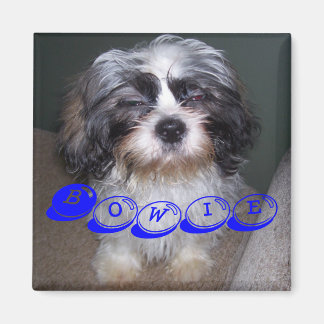 Íman Bowie o Felpudo Shih Tzu Puppy Dog Magnet