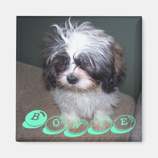 Íman Bowie o Felpudo Shih Tzu Puppy Dog Magnet