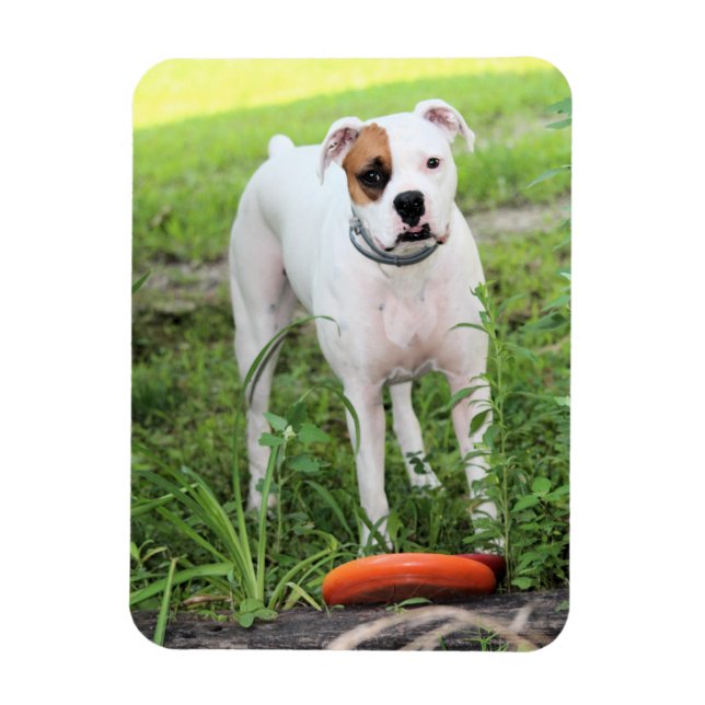 Íman Boxer (Vertical)