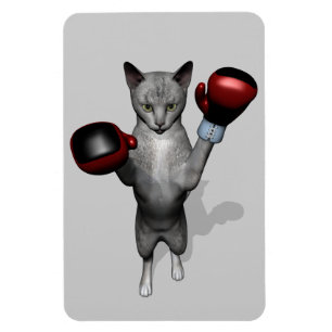 Íman Boxer Cat