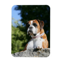 Boxer Dog Lay em um Rock