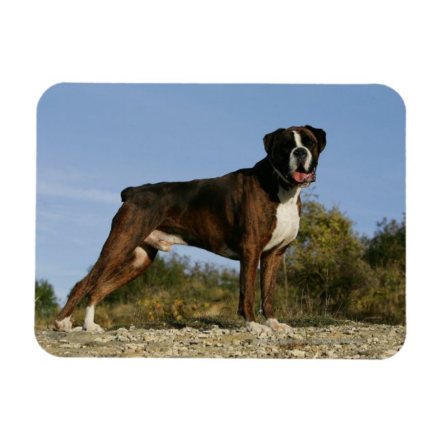 Íman Boxer Dog Show Stance (Horizontal)