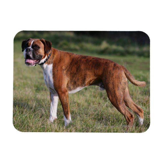 Íman Boxer Dog Stander (Horizontal)