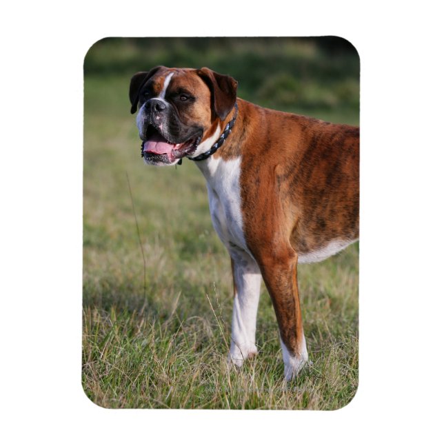Íman Boxer Dog Stander (Vertical)