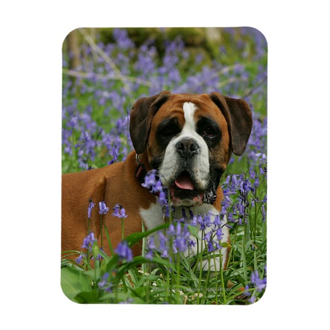 Íman Boxer Lay in Bluebells (Vertical)