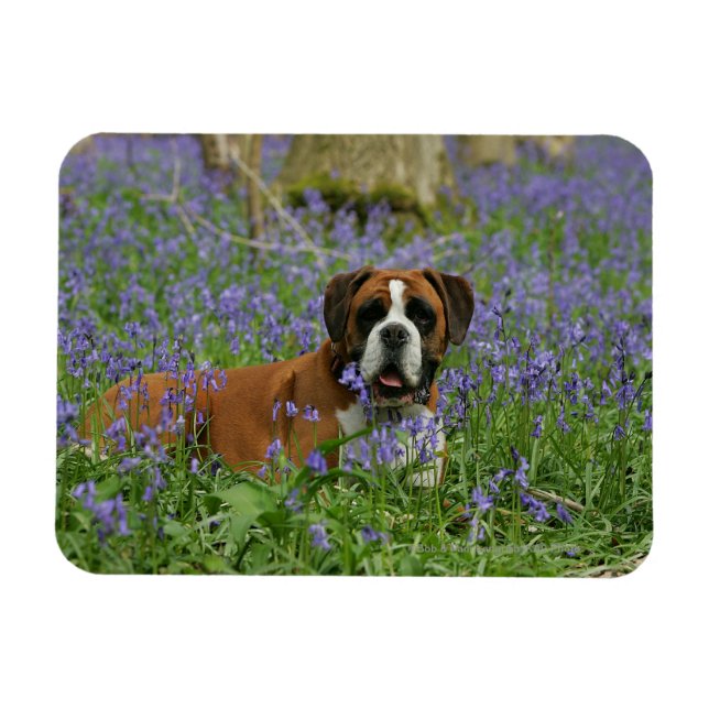 Íman Boxer Lay in Bluebells (Horizontal)