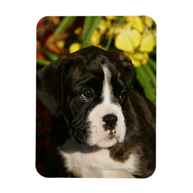 Íman Boxers (Vertical)