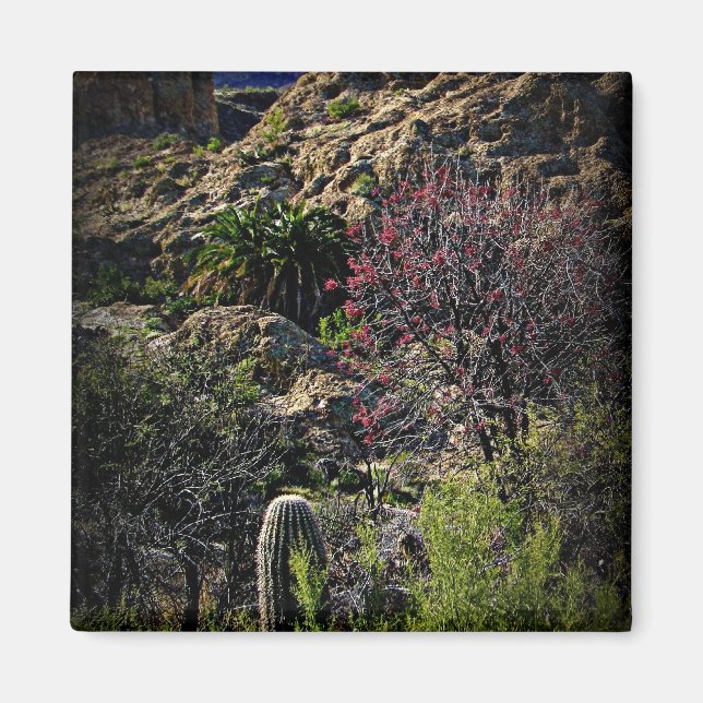 Íman Boyce Thompson Arboretum (Frente)