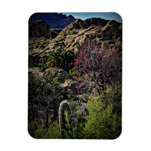 Íman Boyce Thompson Arboretum