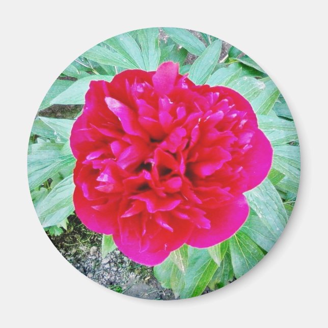 Íman Bozur (Frente)