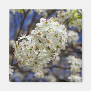 Íman Bradford Pear Blooms